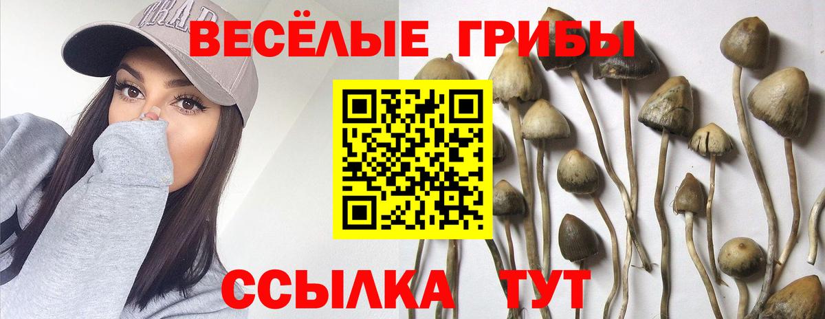 Донской  закладки  Вход с VPN  Псилоцибиновые грибы Psilocybe 